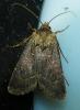 Agrotis sp.